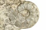 Cretaceous Ammonite (Mammites) Fossil with Brachiopods - Morocco #334941-1